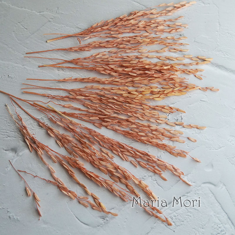 5g/Broomcorn Dyed Dried Nature - Dried Flower Bulk review and price