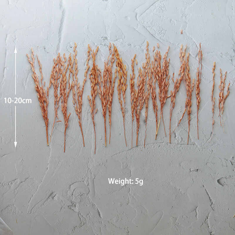 5g/Broomcorn Dyed Dried Nature - Dried Flower Bulk review and price