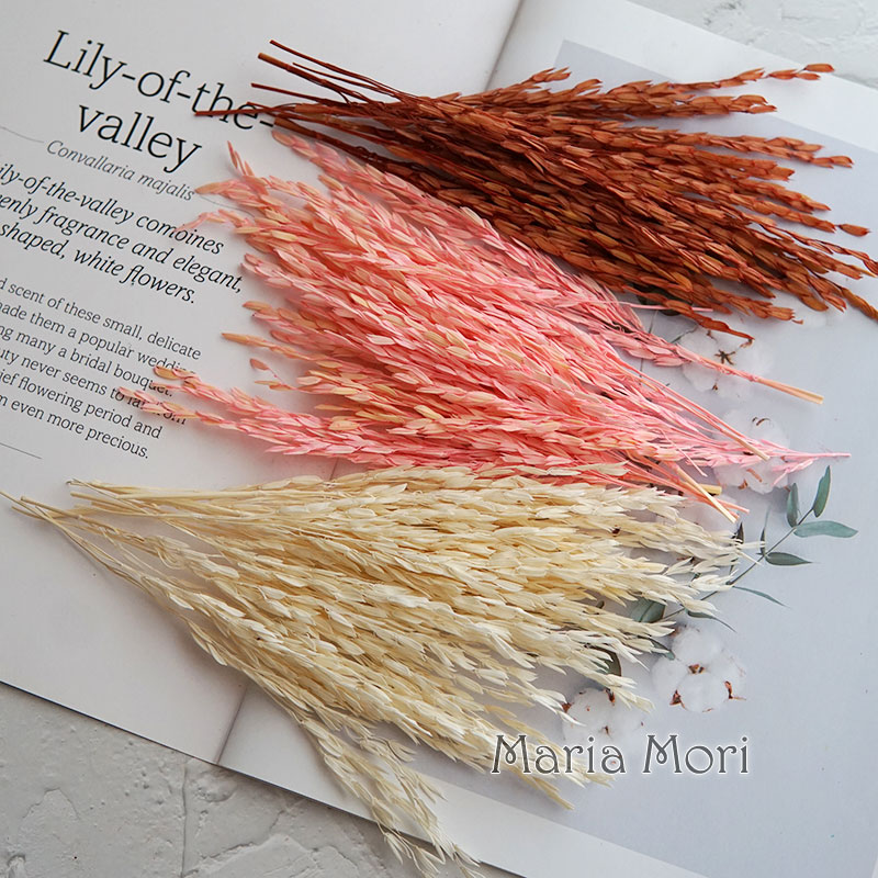 5g/Broomcorn Dyed Dried Nature - Dried Flower Bulk review and price