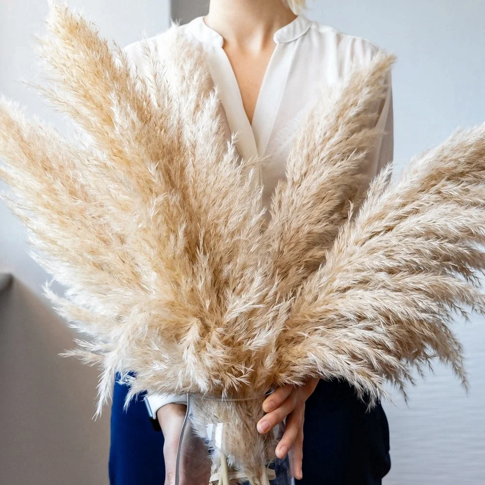 120cm - 130cm Fluffy Large Pam - Dried Flower Bulk review and price