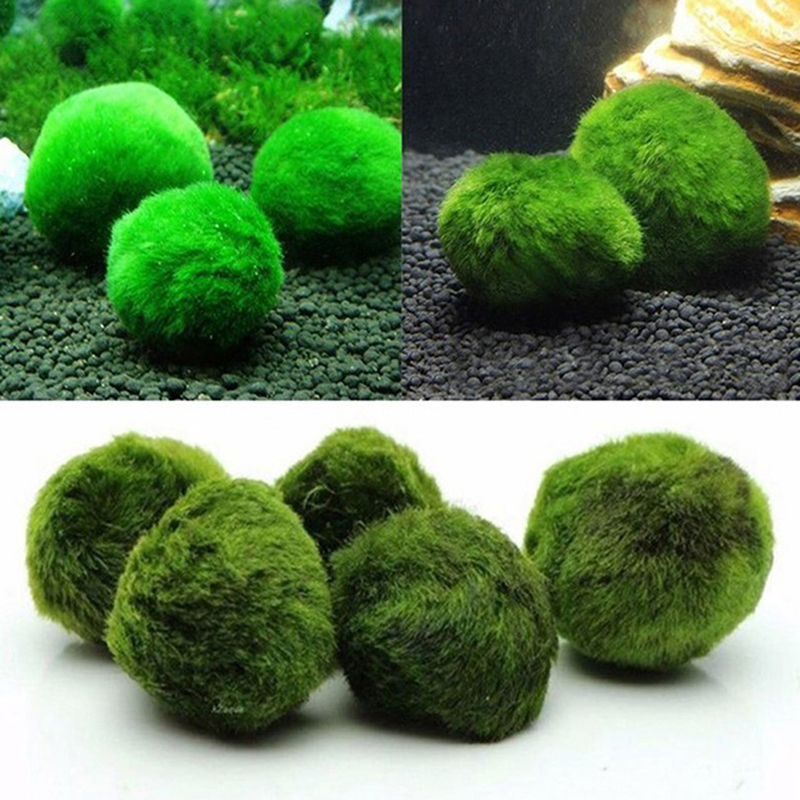 Marimo Moss Balls Live Aquariu - Terrarium Moss Art review and price