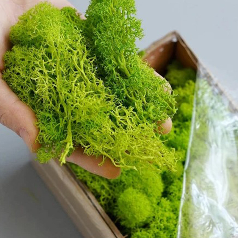 200g Artificial Green Plants M - Terrarium Moss Art review and price
