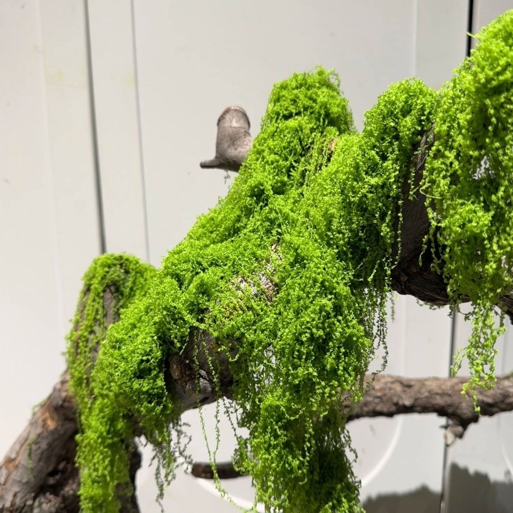 Polyester Artificial Moss Plan - Terrarium Moss Art review and price
